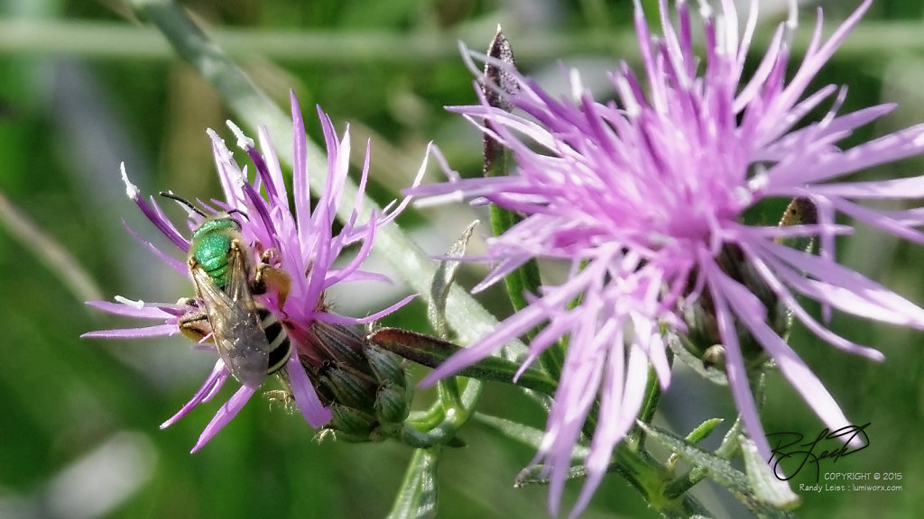 Metallic Bee