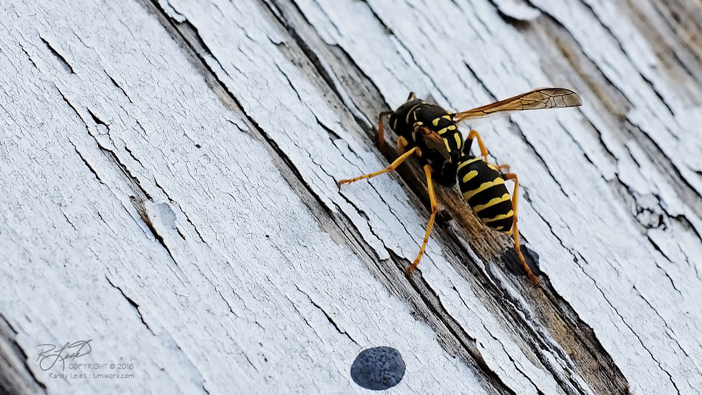 Eastern Yellowjacket 2