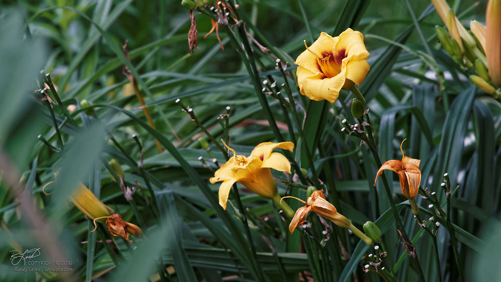 Yellow Daylillies 2