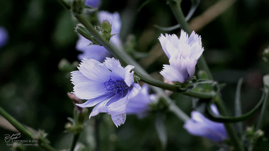 Chicory Plant