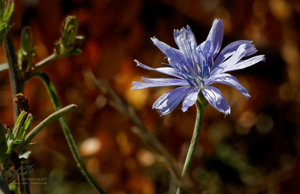 Chicory Flower