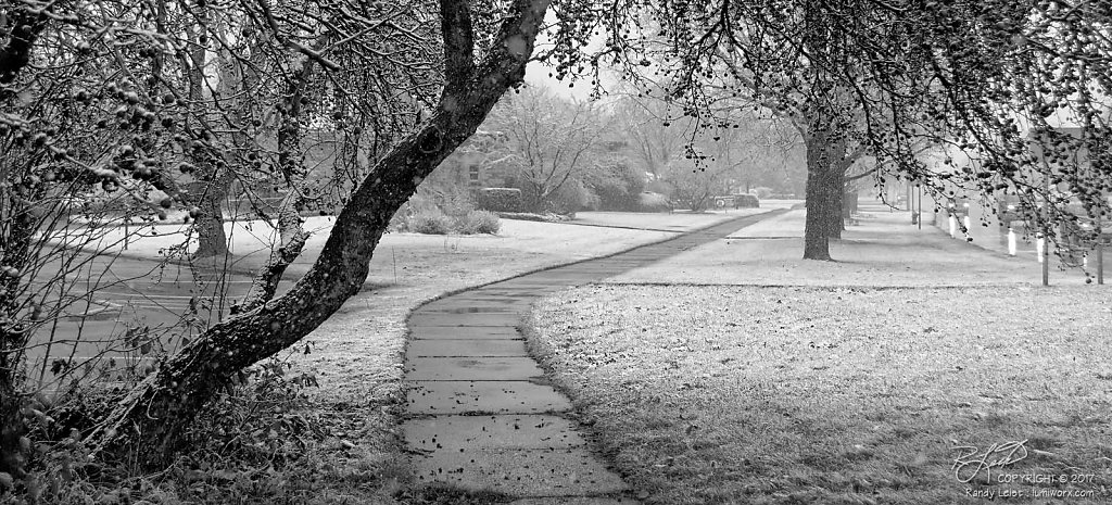 Trees in first snow