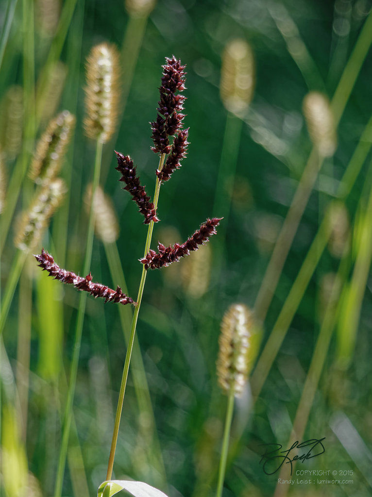 Nature Photography