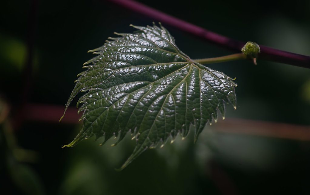 Mature Wild Grape Leaf