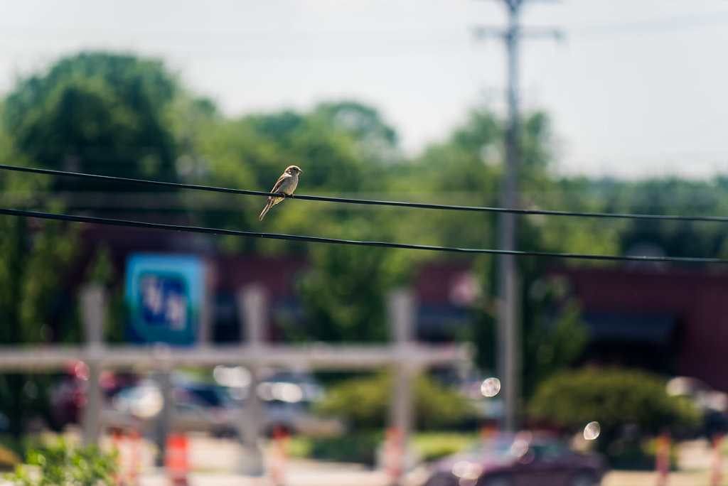 Common Sparrow